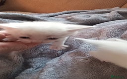 Turkish Angora cats for sale: Turkish angora  - Image 6
