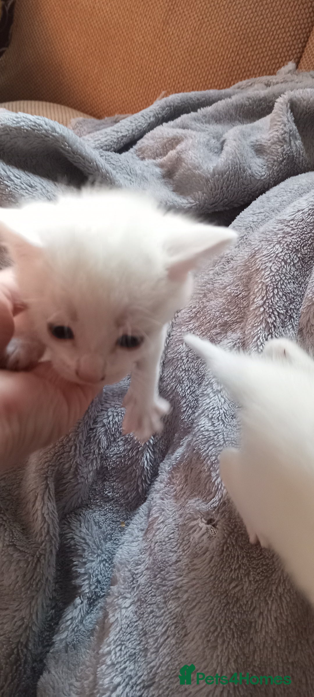 Turkish Angora cats for sale: Turkish angora  - Image 6