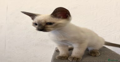 Siamese cats - Advert 15