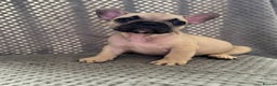 French Bulldog dogs for sale: FRENCH BULLDOG 🐶 - Advert 21