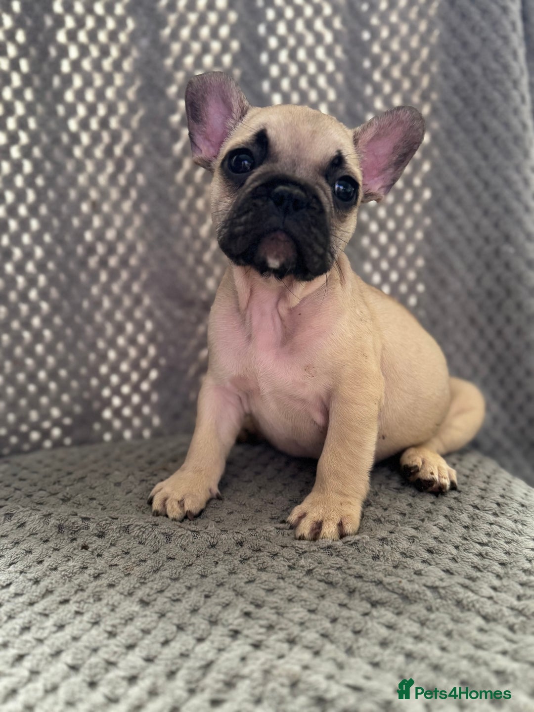 French Bulldog dogs for sale: FRENCH BULLDOG 🐶 - Advert 21