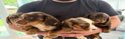 Cocker Spaniel dogs for sale: Cocker spaniel supplies for sale - Advert 12