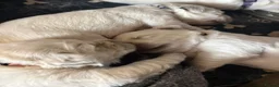 Golden Retriever dogs for sale: Stunning Cream Golden Retriever Puppies  - Advert 8