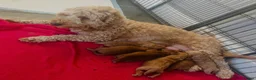 Cockapoo dogs for sale: Beautiful F1b puppies - Advert 2