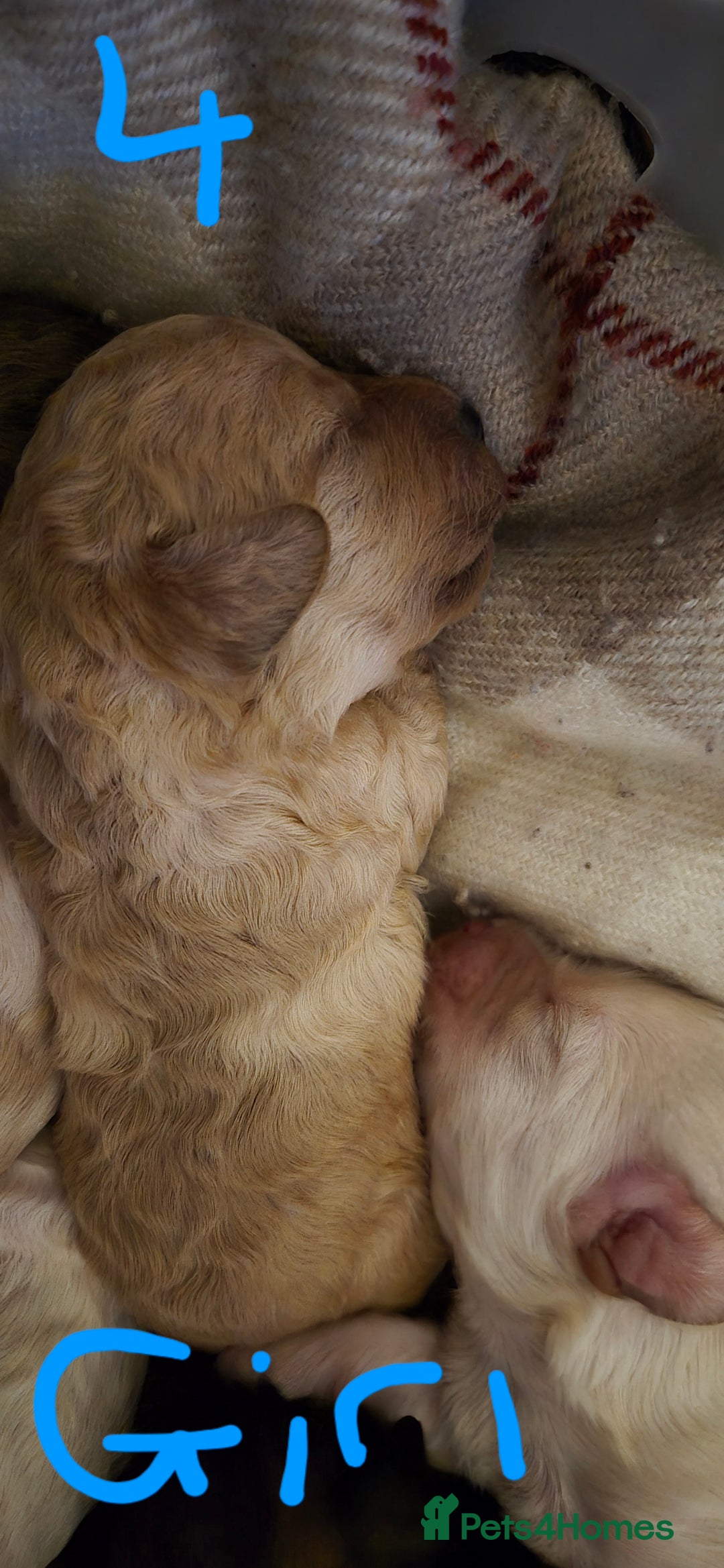 Mixed Breed dogs for sale: Gorgeous cavapoochon puppies - Image 18