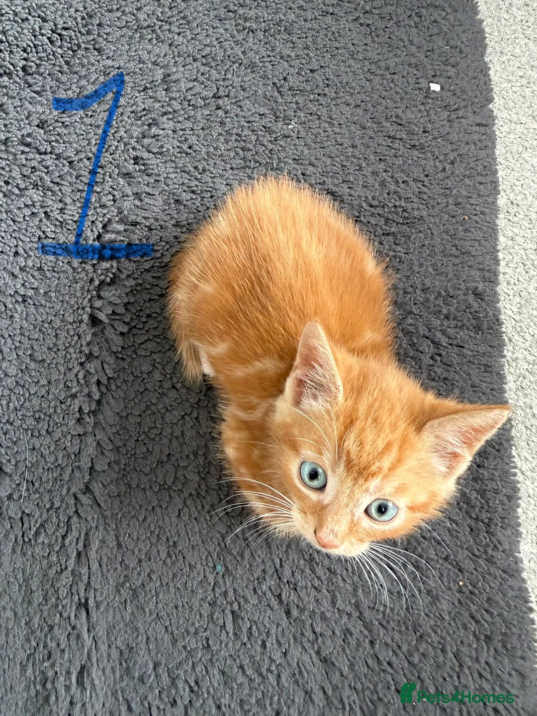 Mixed Breed cats for sale: 5 bsh mixed kittens ready  - Image 3