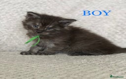 Maine Coon cats for sale: MaineCoon Kittens For Sale Black Smoke - Image 18