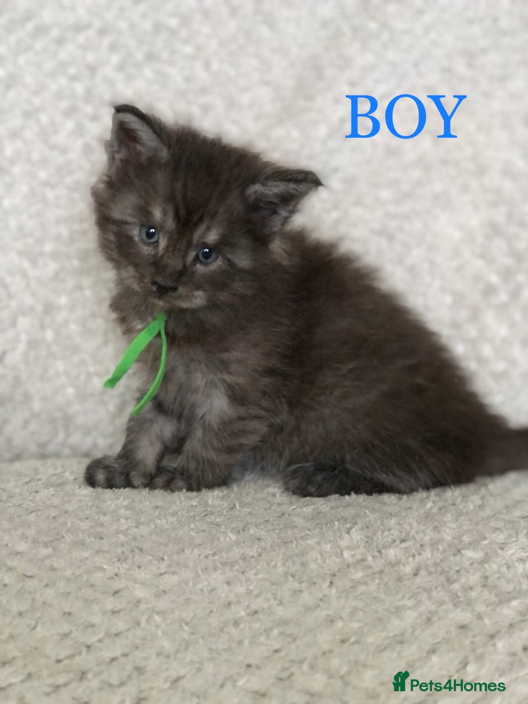 Maine Coon cats for sale: MaineCoon Kittens For Sale Black Smoke - Image 18