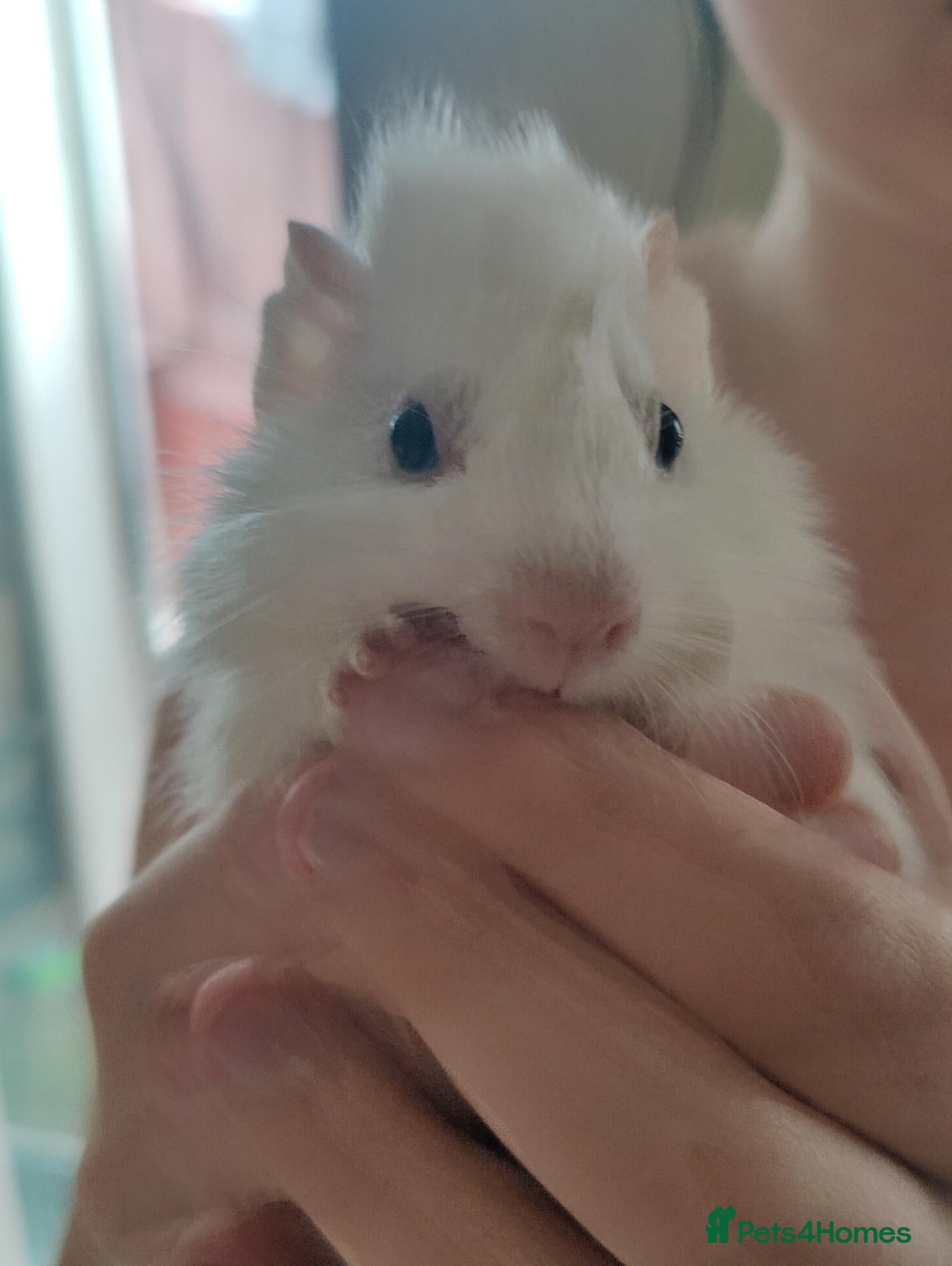 Guinea Pig rodents Beautiful guineas for sale  - Advert 1