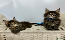 Maine Coon cats for sale: Gorgeous Pure Breed Maine Coon Kittens - Image 21