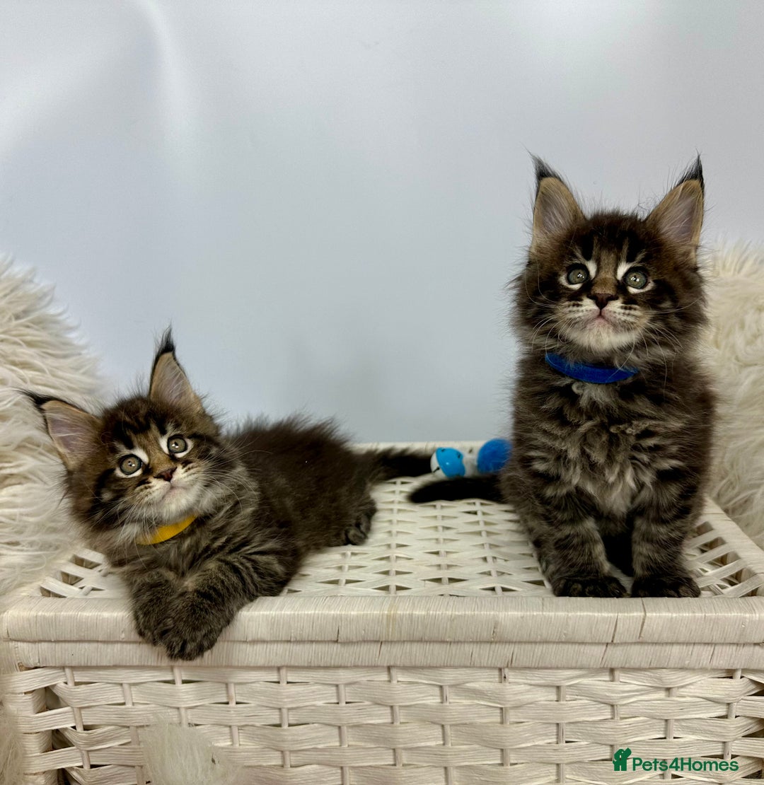 Maine Coon cats for sale: Gorgeous Pure Breed Maine Coon Kittens - Image 21