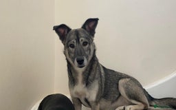 Mixed Breed dogs for adoption: Roona  - Image 10