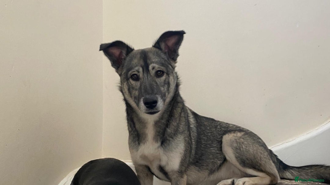 Mixed Breed dogs for adoption: Roona  - Image 10