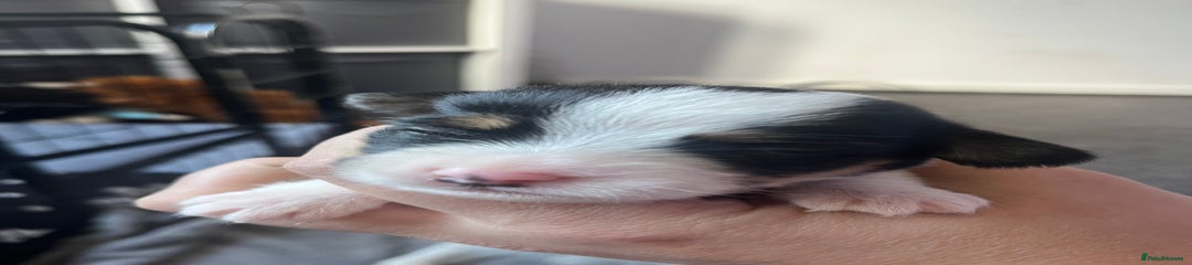 Jack Russell Puppy 5