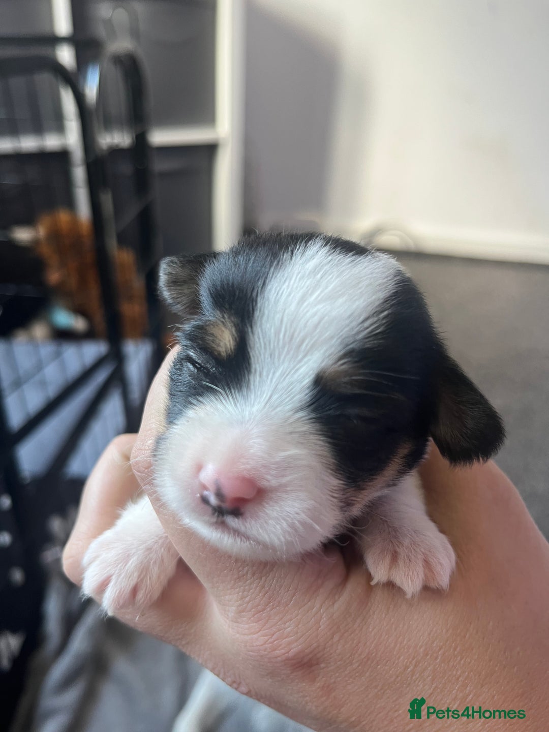 Jack Russell dogs for sale: Beautiful Jack Russell puppies for sale - Image 9