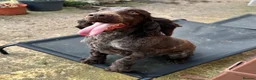 Cocker Spaniel dogs for sale: Handsome chocolate roan boy - Advert 5