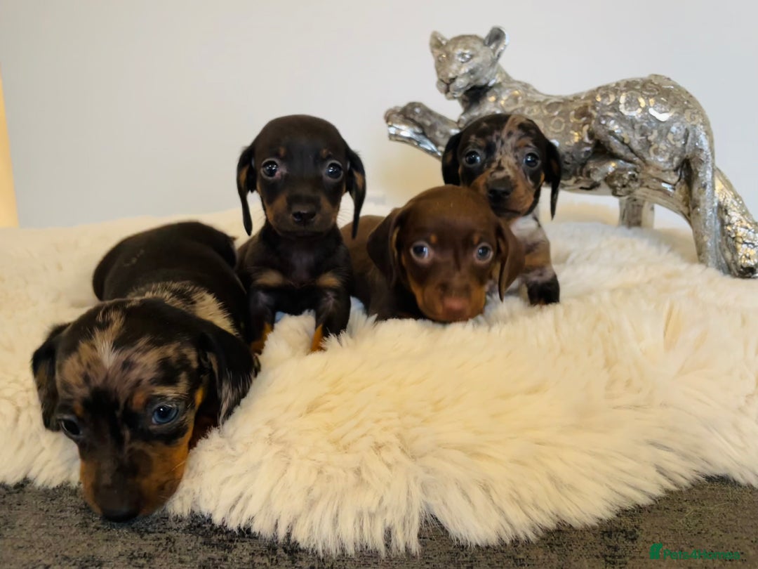 Miniature Dachshund dogs for sale: Miniature dachshund  - Advert 4