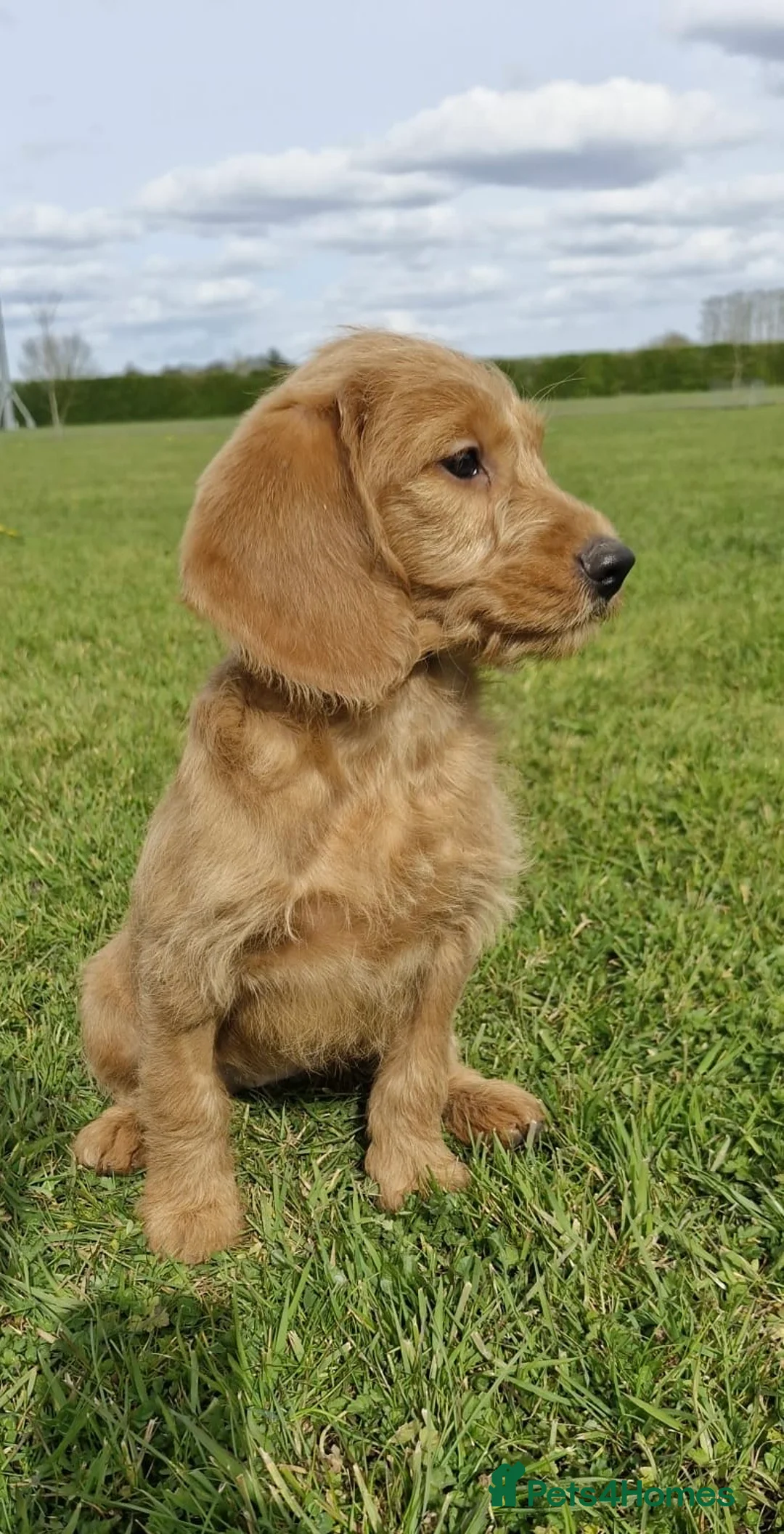 Labradoodle dogs for sale: Fully Health Tested F1 Miniature Labradoodle Pups - Advert 2