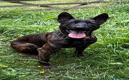 Belgian Shepherd Dog dogs for stud: Dutch herder shepherd for stud in Kidderminster - Image 3