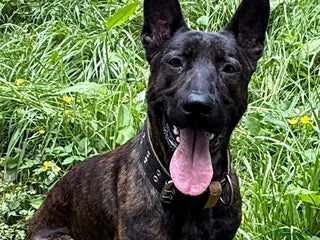 Belgian Shepherd Dog dogs Dutch herder shepherd for stud in Kidderminster - Advert 4