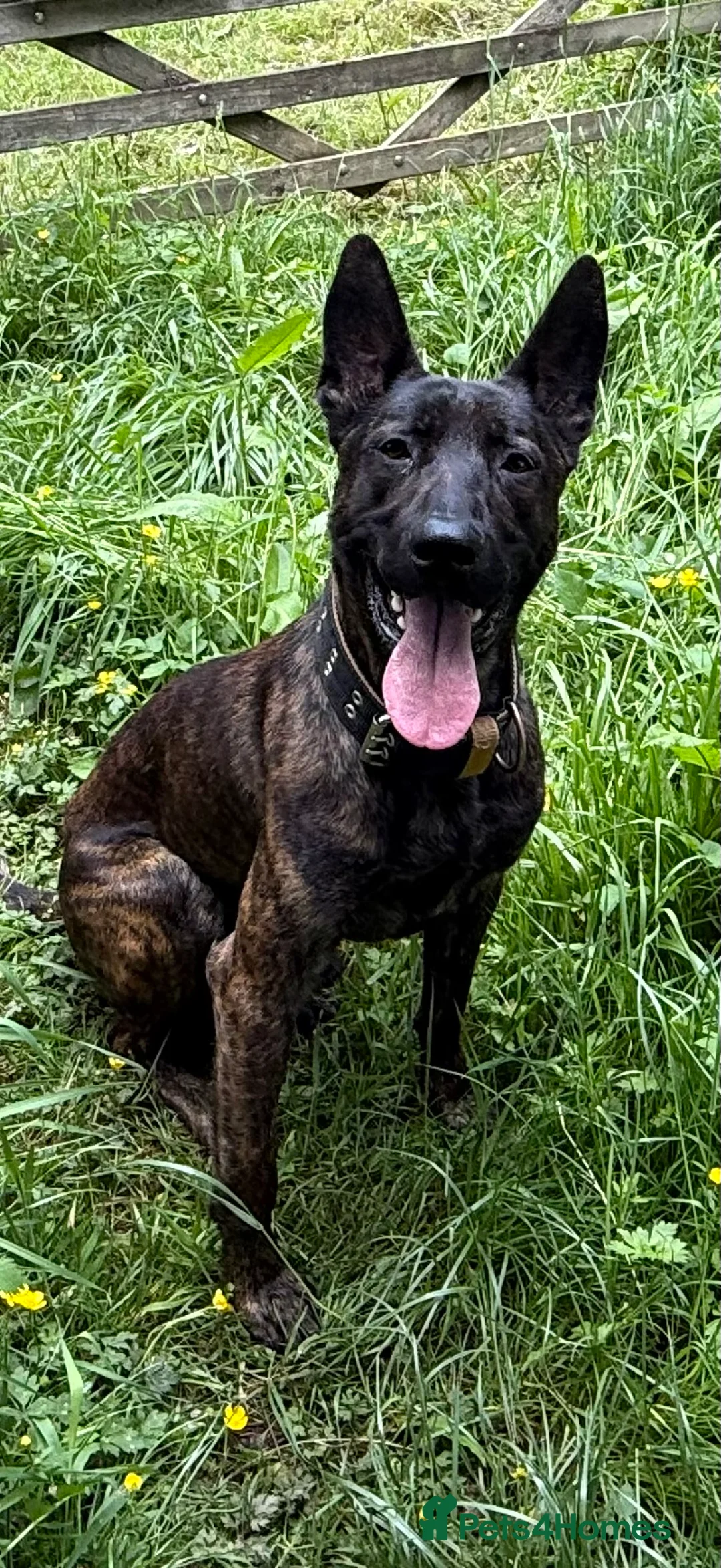 Belgian Shepherd Dog dogs for stud: Dutch herder shepherd for stud in Kidderminster - Advert 1