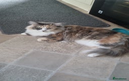 Ragdoll cats for sale: Ragdoll cross maine coon (Ragcoon) for sale - Image 1
