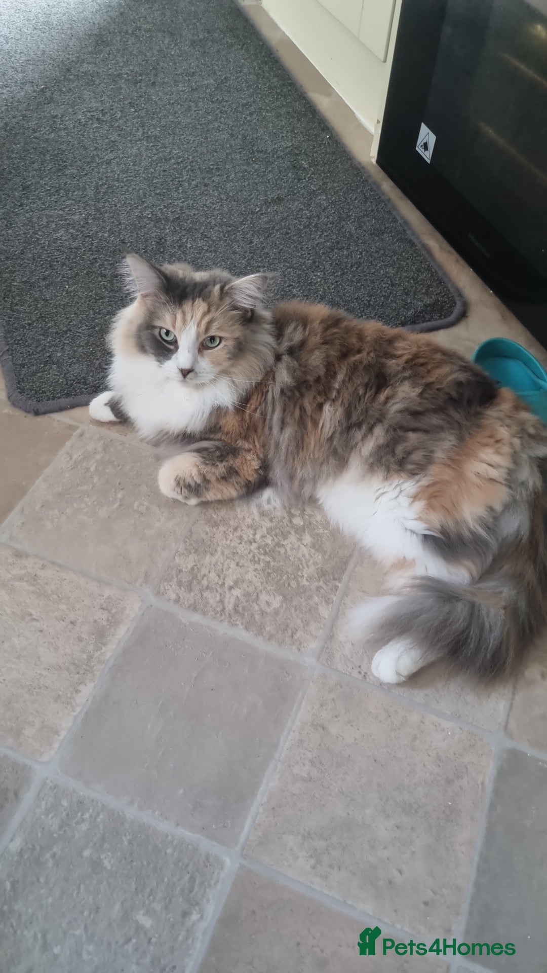 Ragdoll cats for sale: Ragdoll cross maine coon (Ragcoon) for sale - Image 1
