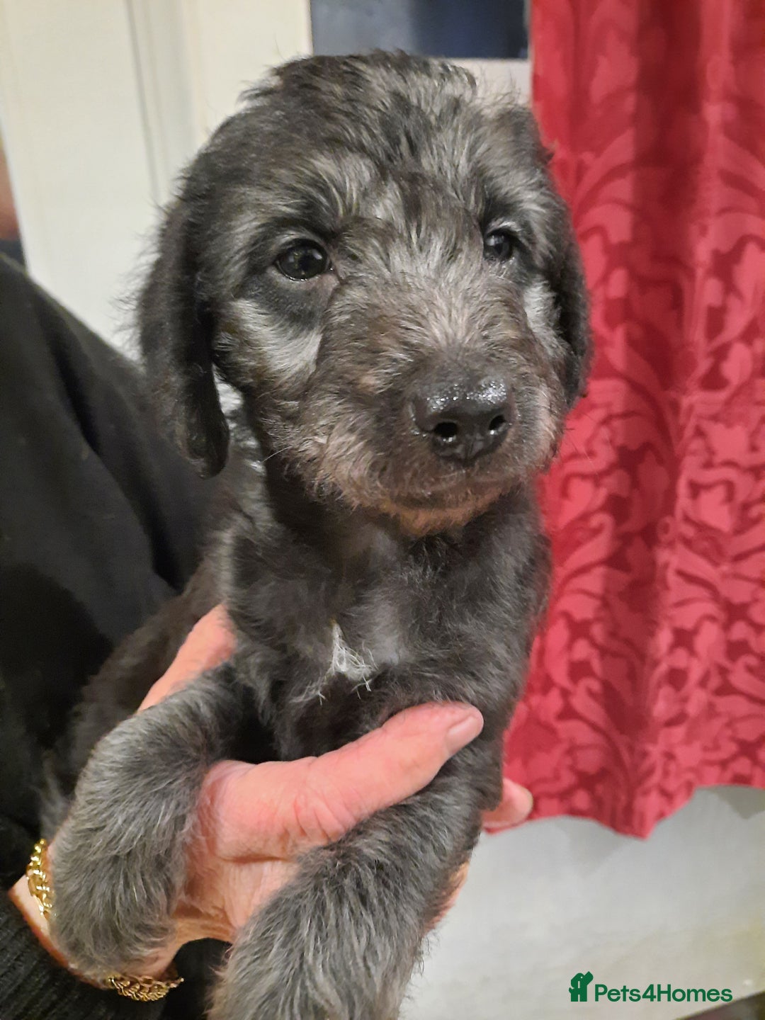 Mixed Breed dogs for sale: bedlington x whippet puppies - Advert 5