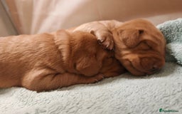 Labrador Retriever dogs for sale: KC Fox Red Labrador Pups *Ready for home 20/12/25* - Image 1
