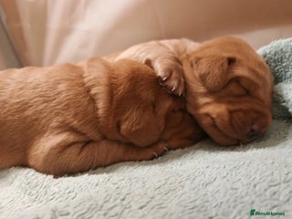 Labrador Retriever dogs - Advert 13