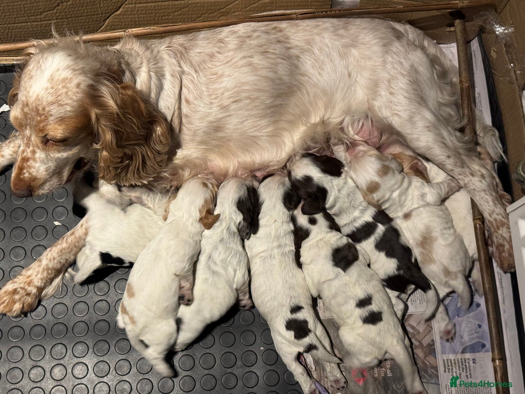 Cocker Spaniel dogs for sale: 8 beautiful show cocker puppies for sale - Advert 1