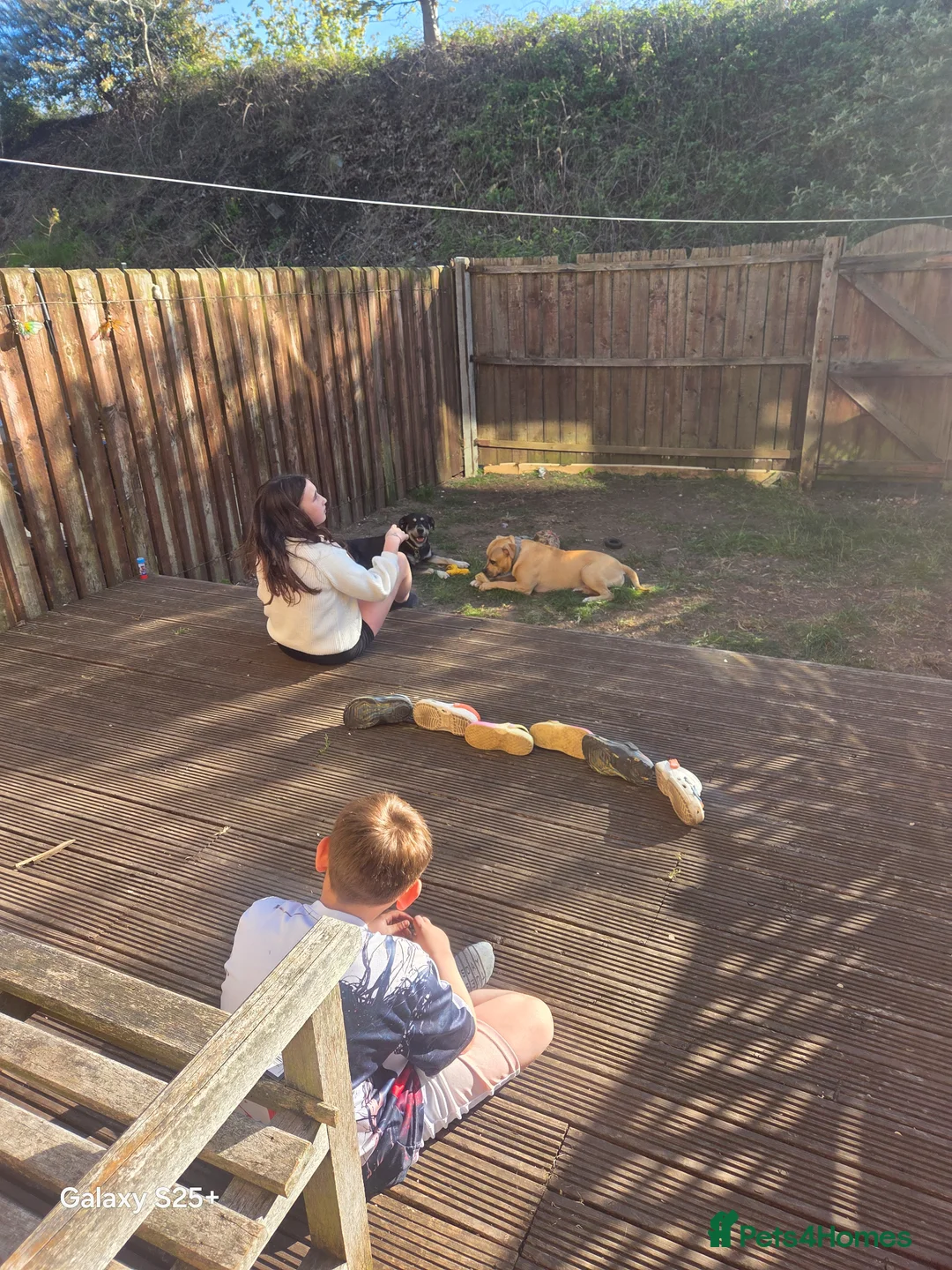 Mixed Breed dogs for sale: Male Zeus - Advert 4