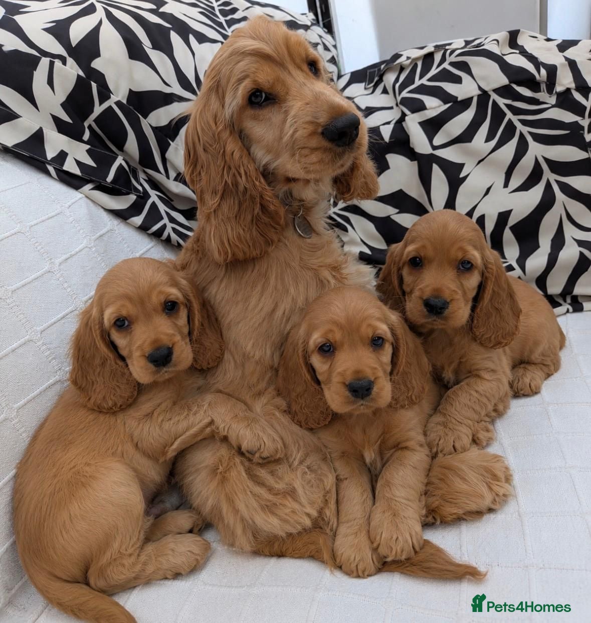 Cocker Spaniel dogs 3 cocker spaniel puppies  - Advert 1