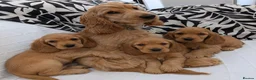 Cocker Spaniel dogs for sale: 3 cocker spaniel puppies  in Kilmarnock - Advert 1