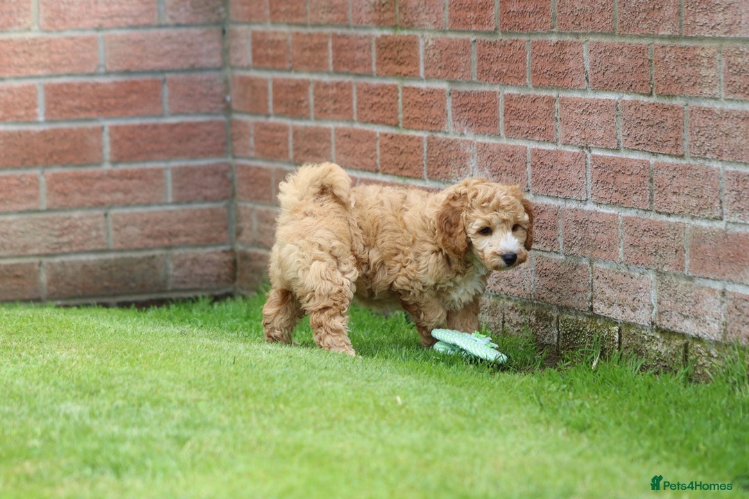 Cockapoo dogs for sale: Beautiful Cockapoo puppies for sale - Image 7