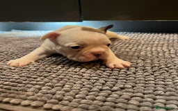 French Bulldog dogs for sale: ♥️Litter of 6 French Bulldog Puppies♥️ - Advert 24