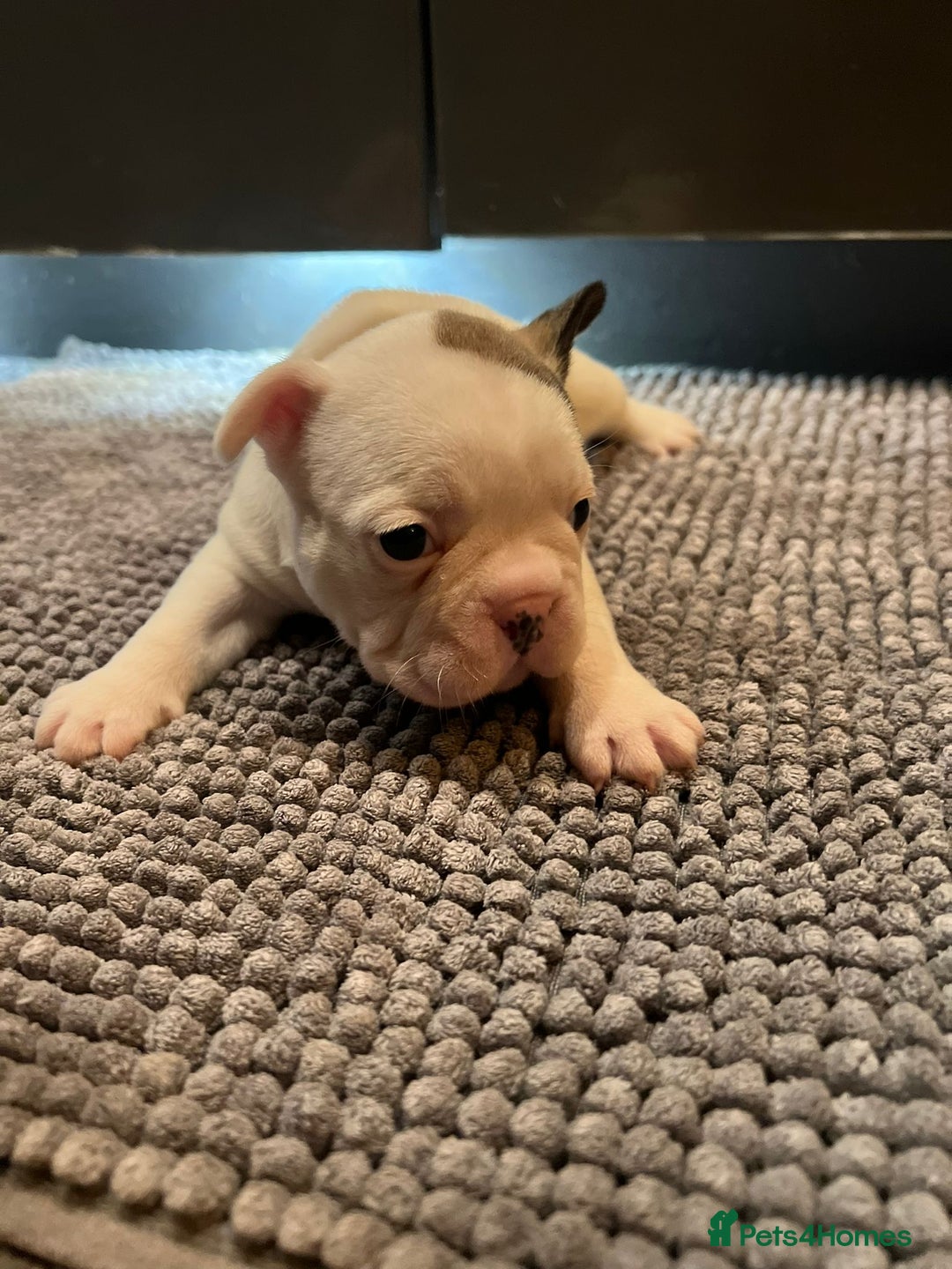 French Bulldog dogs for sale: ♥️Litter of 6 French Bulldog Puppies♥️ - Advert 24