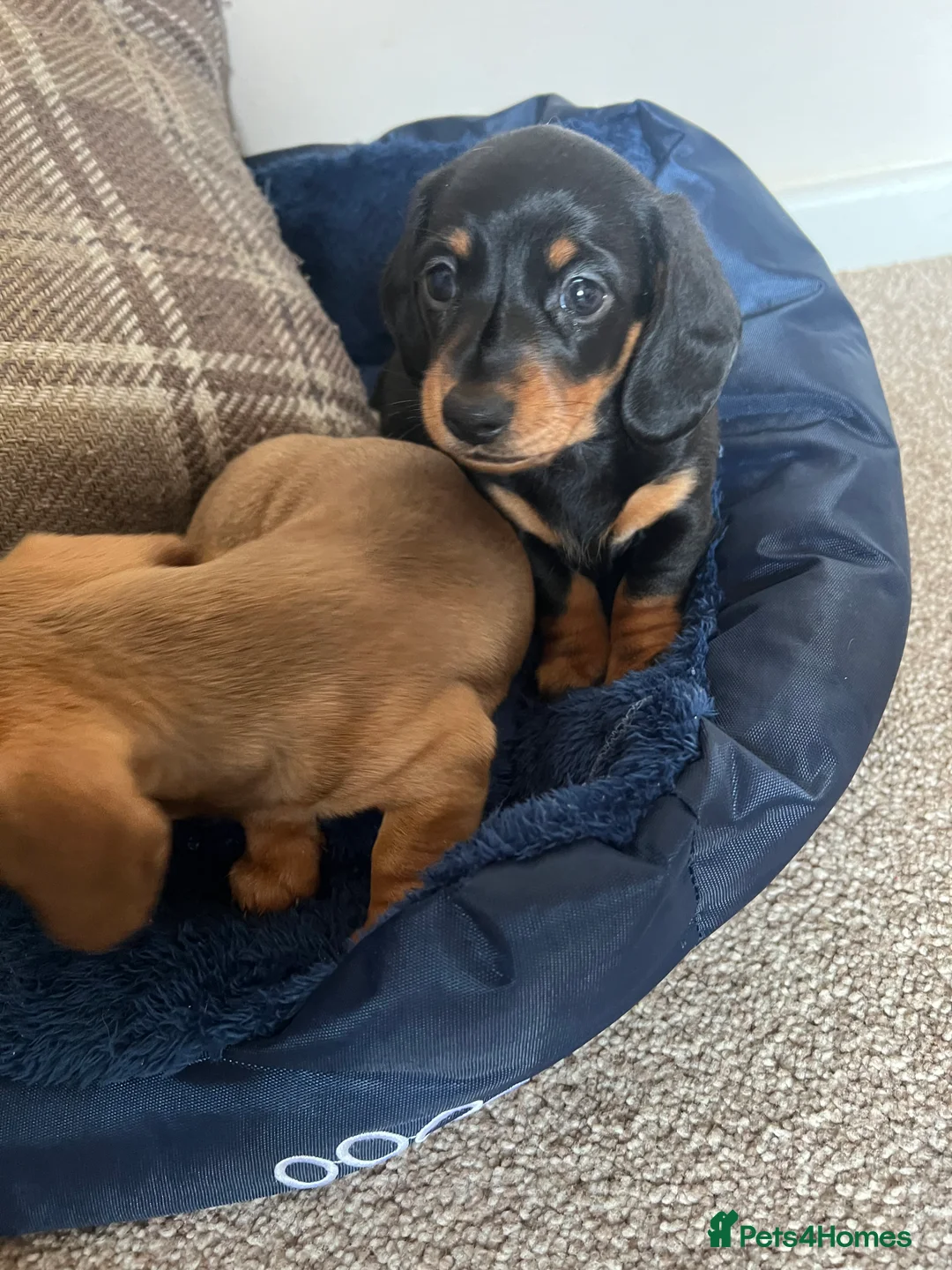 Dachshund dogs for sale: Beautiful KC miniature Smooth  - Advert 9