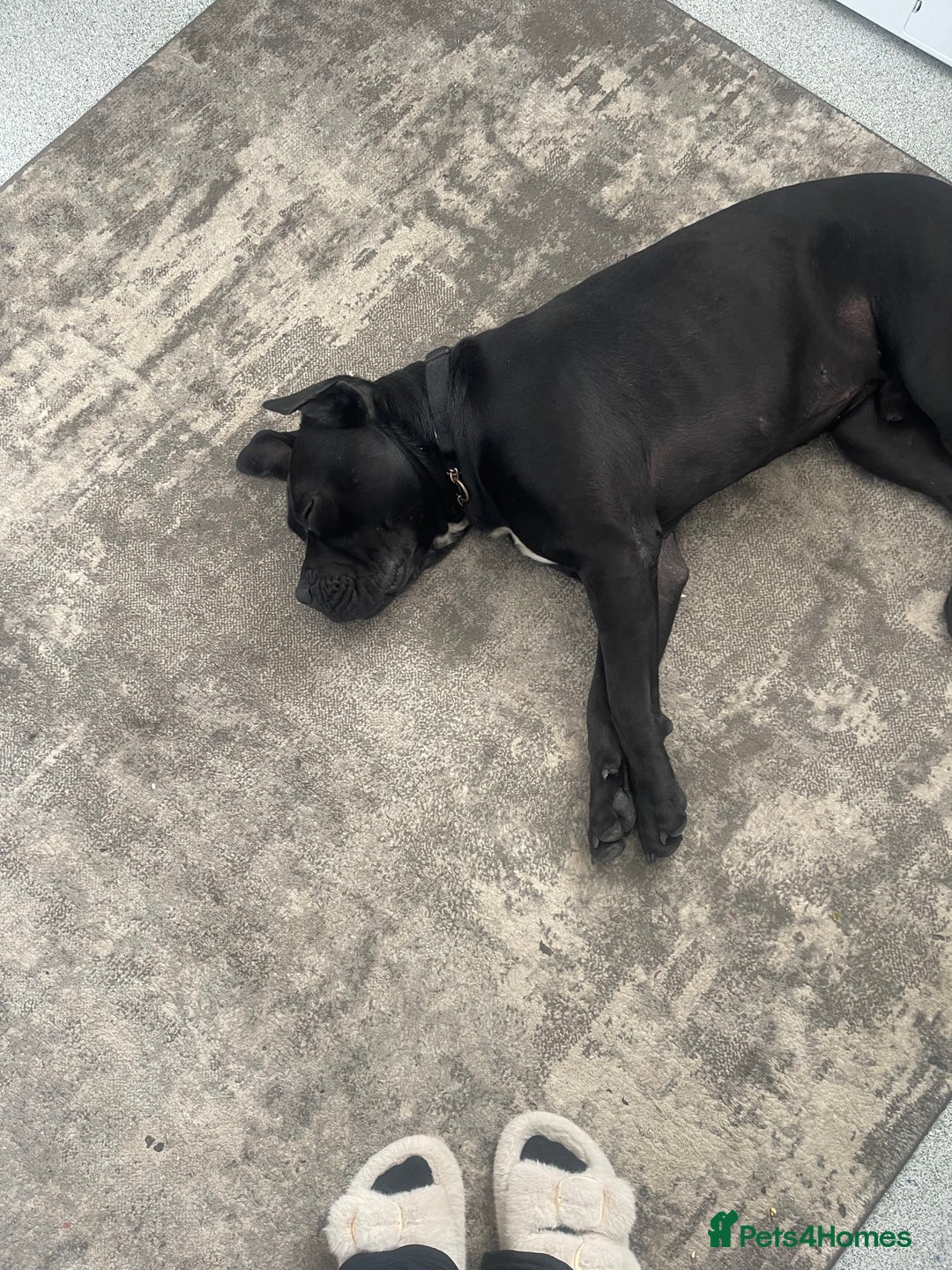 Cane Corso dogs for sale: Cane Corso - Image 2