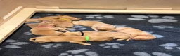 Labrador Retriever dogs for sale: KC Registered Fox Red Labrador Puppies in Honiton - Advert 3