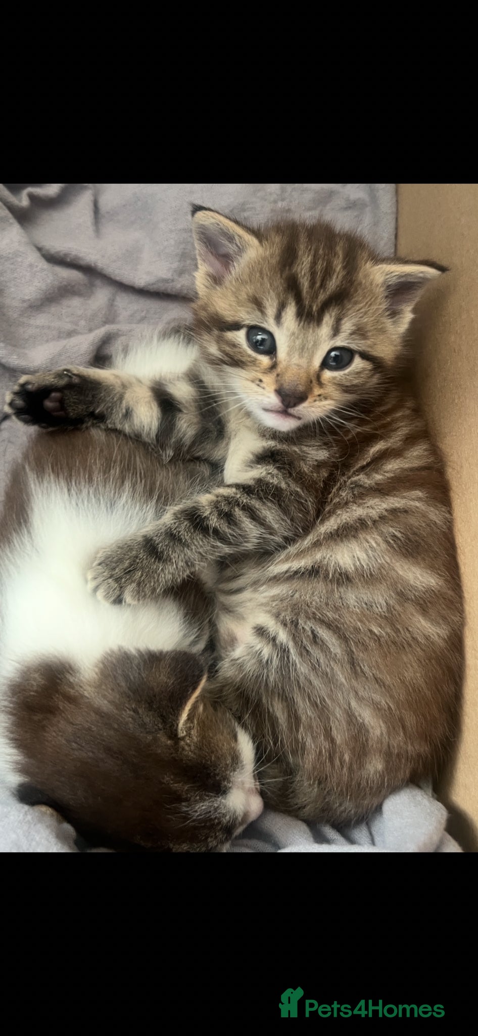 British Shorthair cats British Shorthair cross Kittens - Advert 10