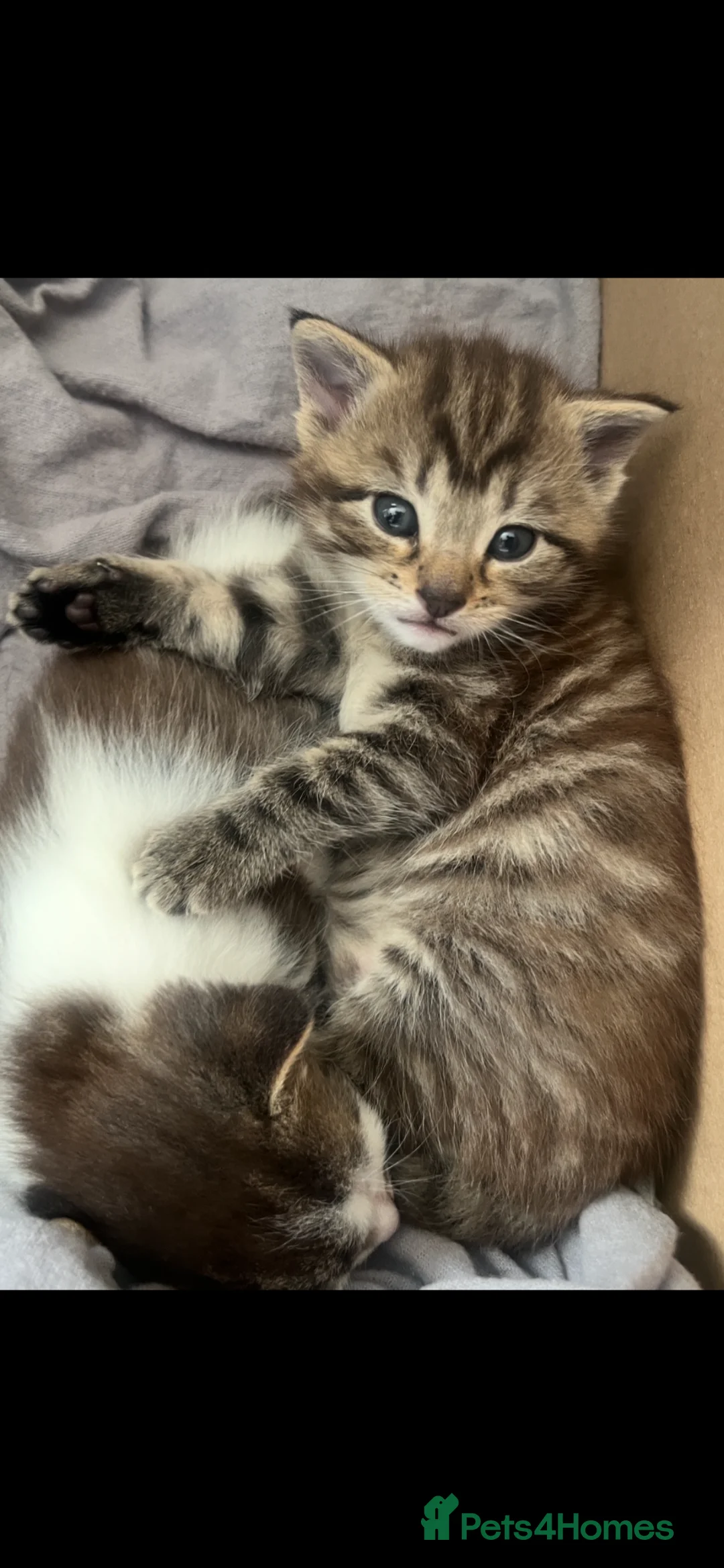 British Shorthair cats for sale: British Shorthair cross Kittens - Advert 1