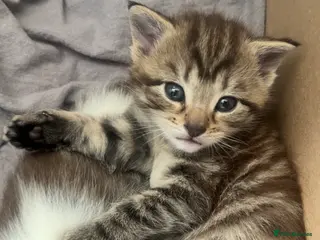 British Shorthair cats British Shorthair cross Kittens - Advert 1