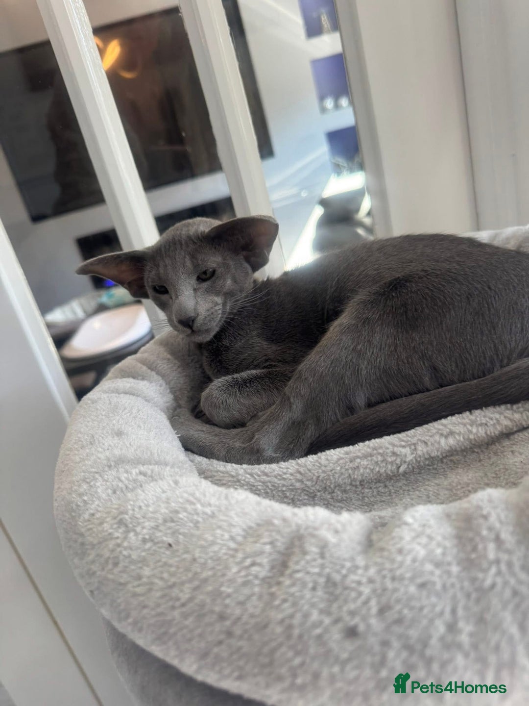 Oriental cats for sale: Stunning active blue girl Gccf registered  - Advert 8