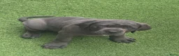 Cane Corso dogs for sale: Female cane corso puppy  in Manchester - Advert 3