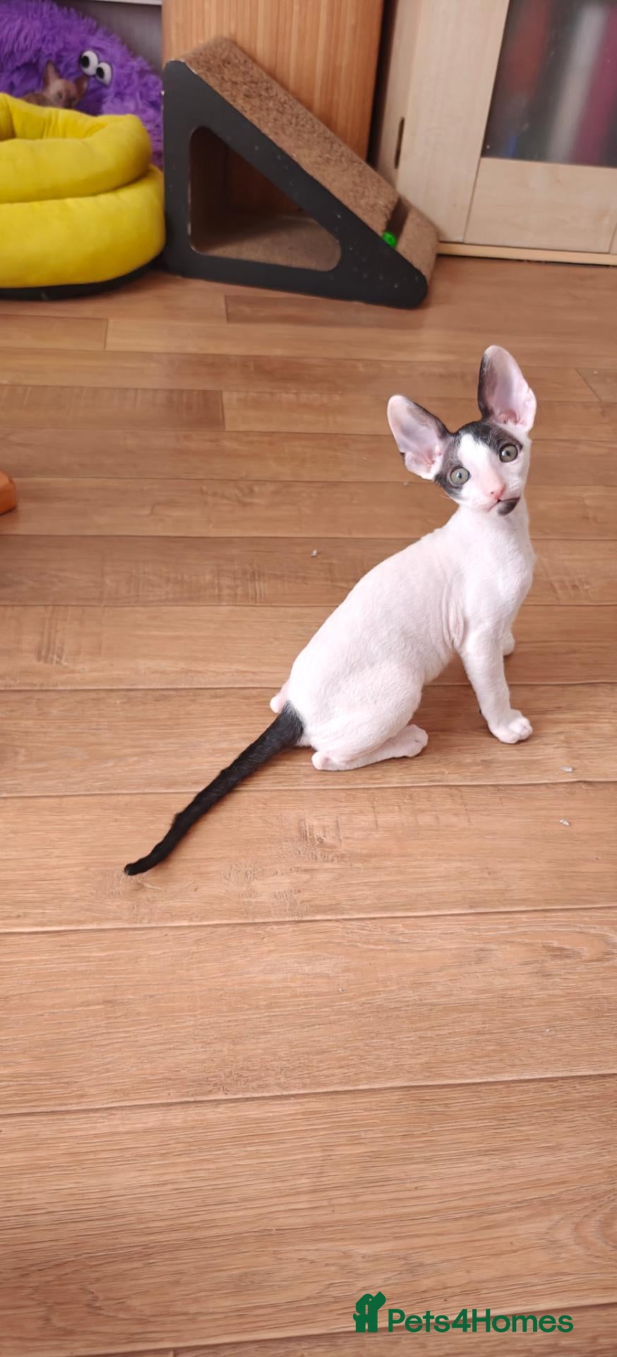 Cornish Rex cats Cornish Rex Kittens Available for Reservation  - Advert 1