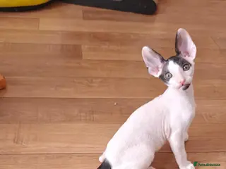 Cornish Rex cats Cornish Rex Kittens Available for Reservation - Advert 1