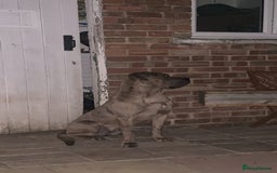 Mixed Breed dogs for sale: Zuese - Image 6