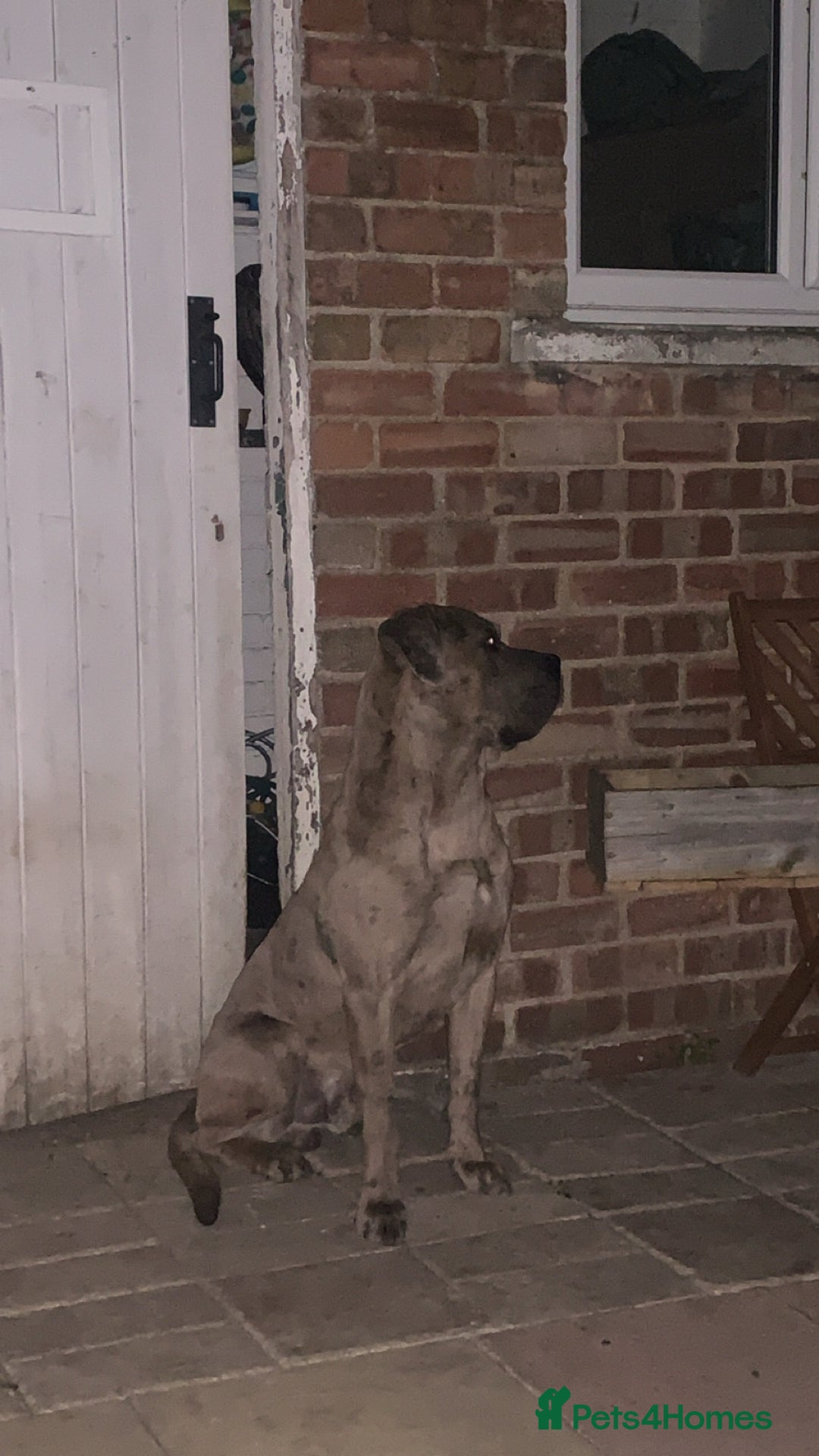 Mixed Breed dogs for sale: Zuese - Image 6