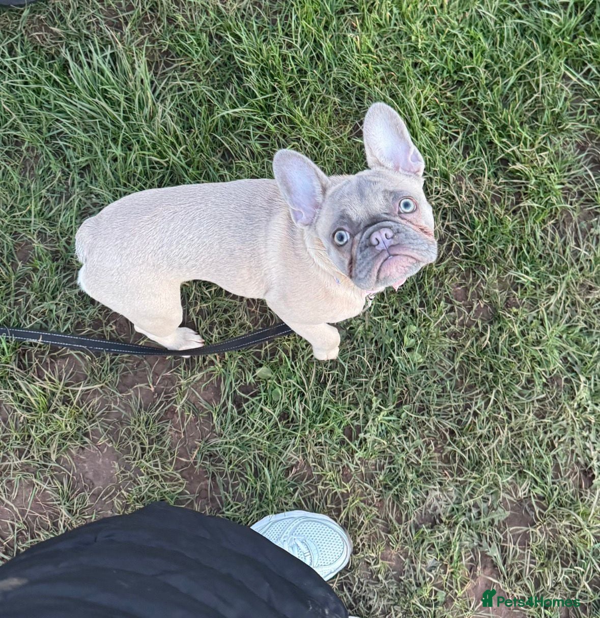 French Bulldog dogs Skye 🐾 🩵 looking for her forever home 🩵 - Advert 2